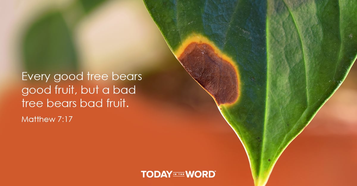 Daily Devotional Bible Verse | Matthew 7:17 Every good tree bears good fruit, but a bad tree bears bad fruit.