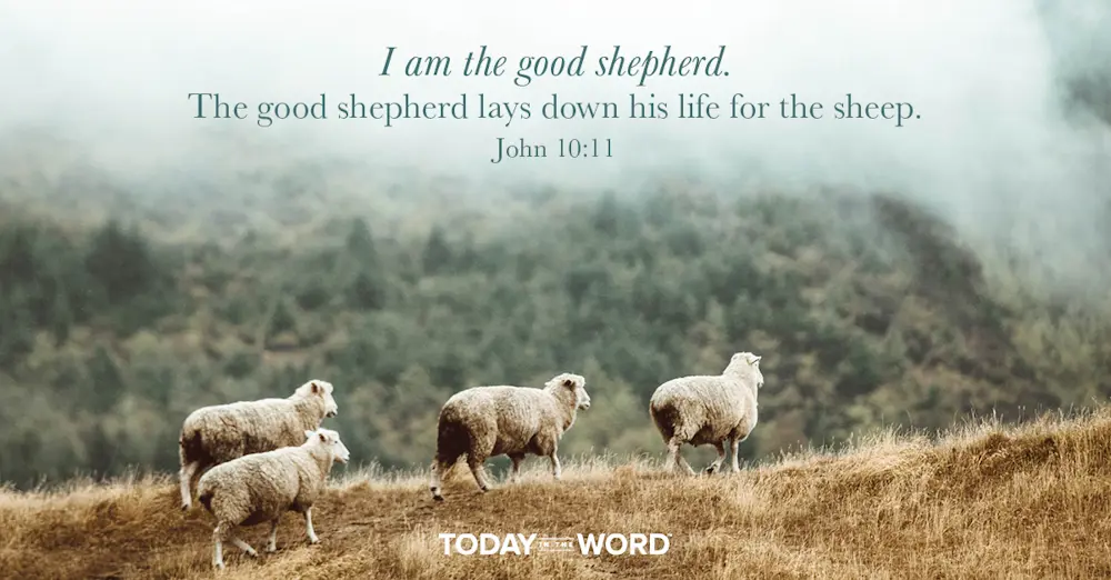 Daily Devotional Bible Verse | John 10:11 I am the good shepherd. The good shepherd lays down his life for the sheep.