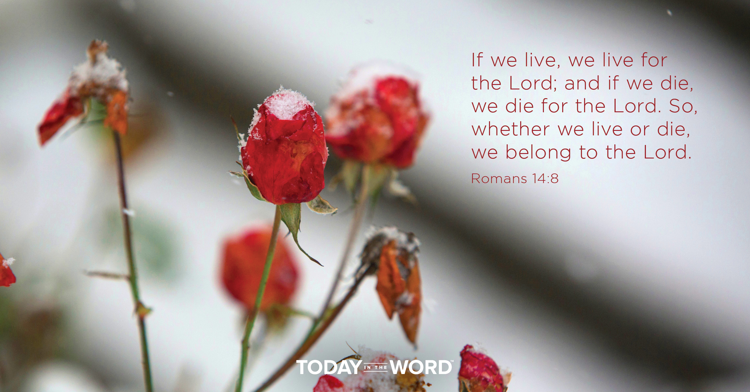 Daily Devotional Bible Verse | Romans 14:8 If we live, we live for the Lord; and if we die, we die for the Lord. So whether we live or die, we belong to the Lord.