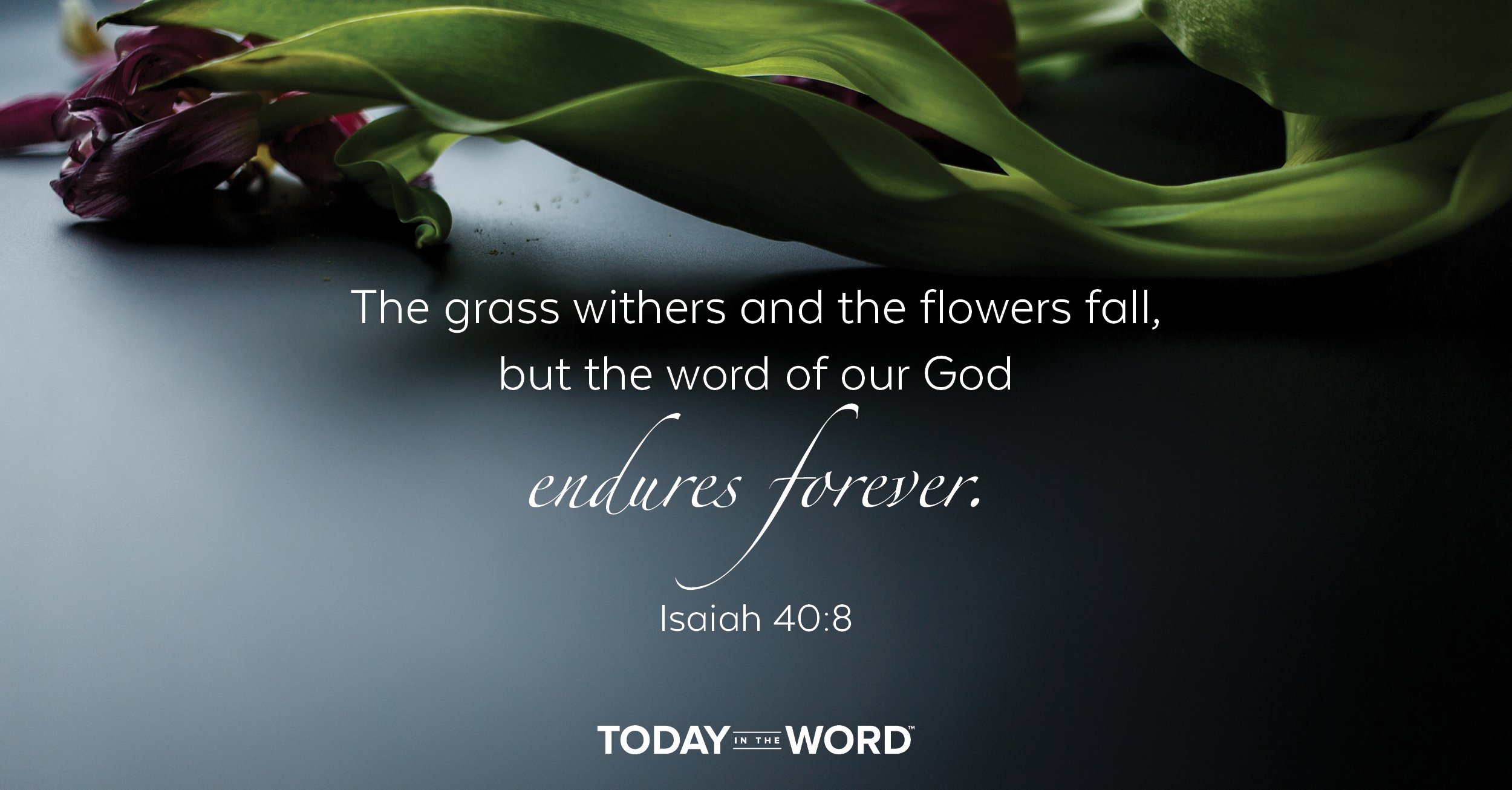 Daily Devotional Bible Verse | Isaiah 40:8 The grass withers and the flowers fall, but the word of our God endures forever.