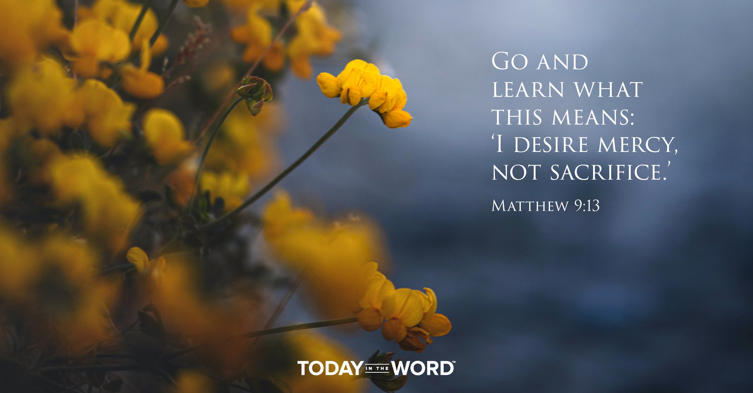 Daily Devotional Bible Verse | Matthew 9:13 Go and learn what this means: 'I desire mercy, not sacrifice.' 