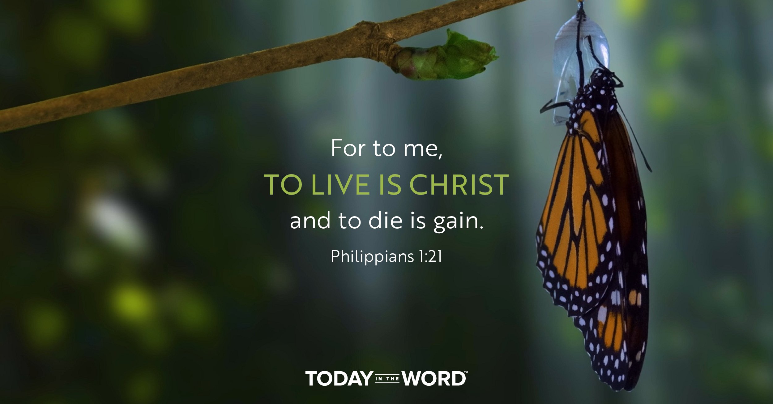 Daily Devotional Bible Verse | Philippians 1:21 For to me, to live is Christ and to die is gain.