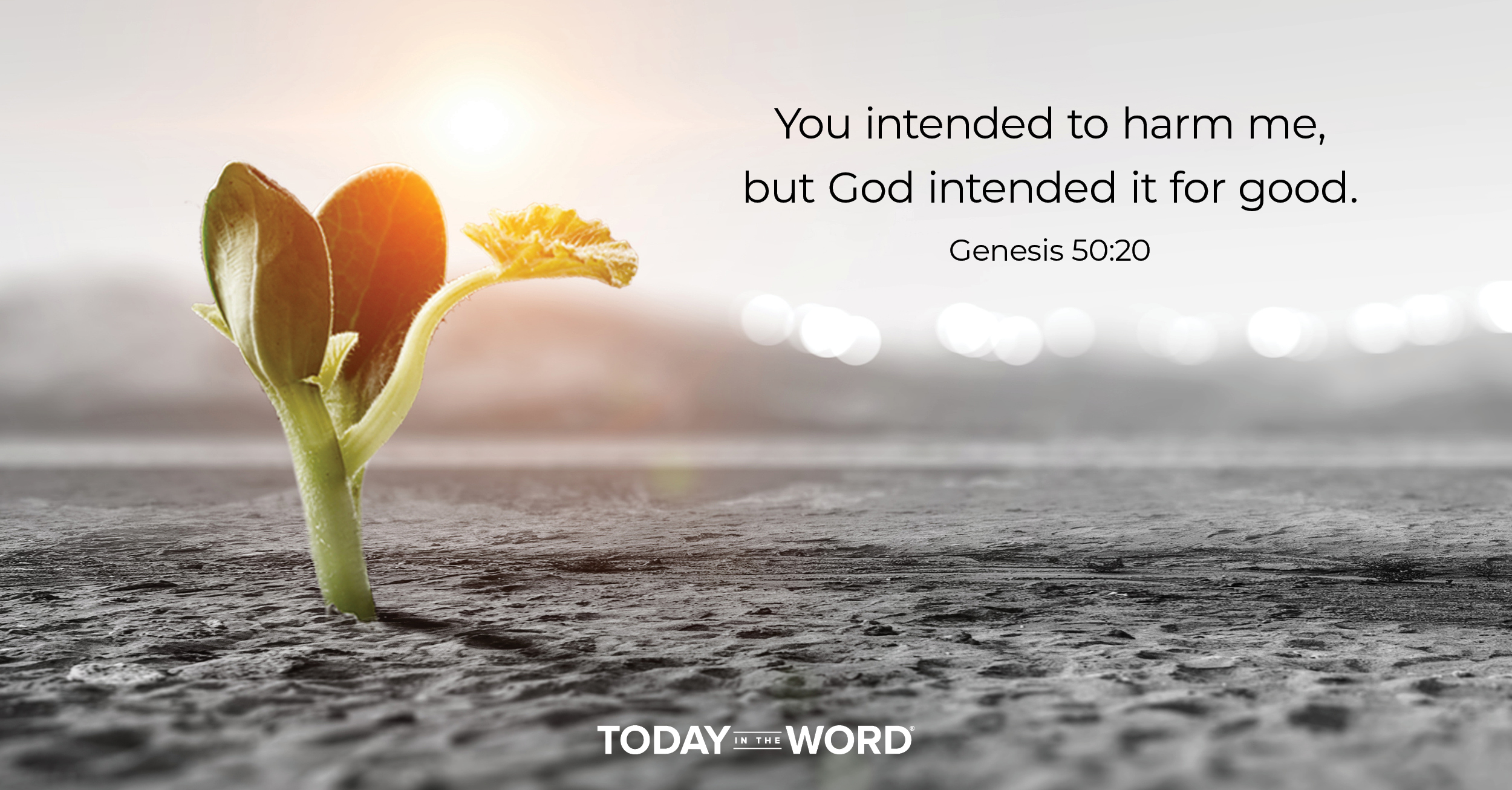 Daily Devotional Bible Verse | Genesis 50:20 You intended to harm me, but God intended it for good.