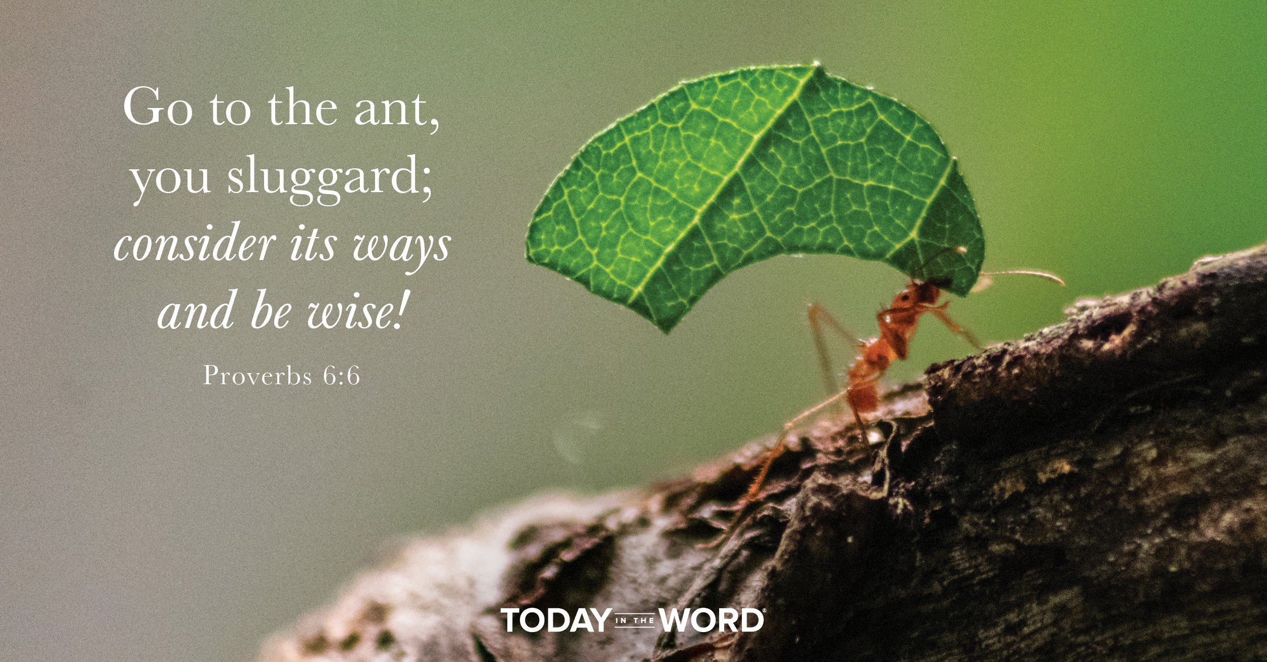 Daily Devotional Bible Verse | Proverbs 6:6 Go to the ant, you sluggard; consider its ways and be wise!