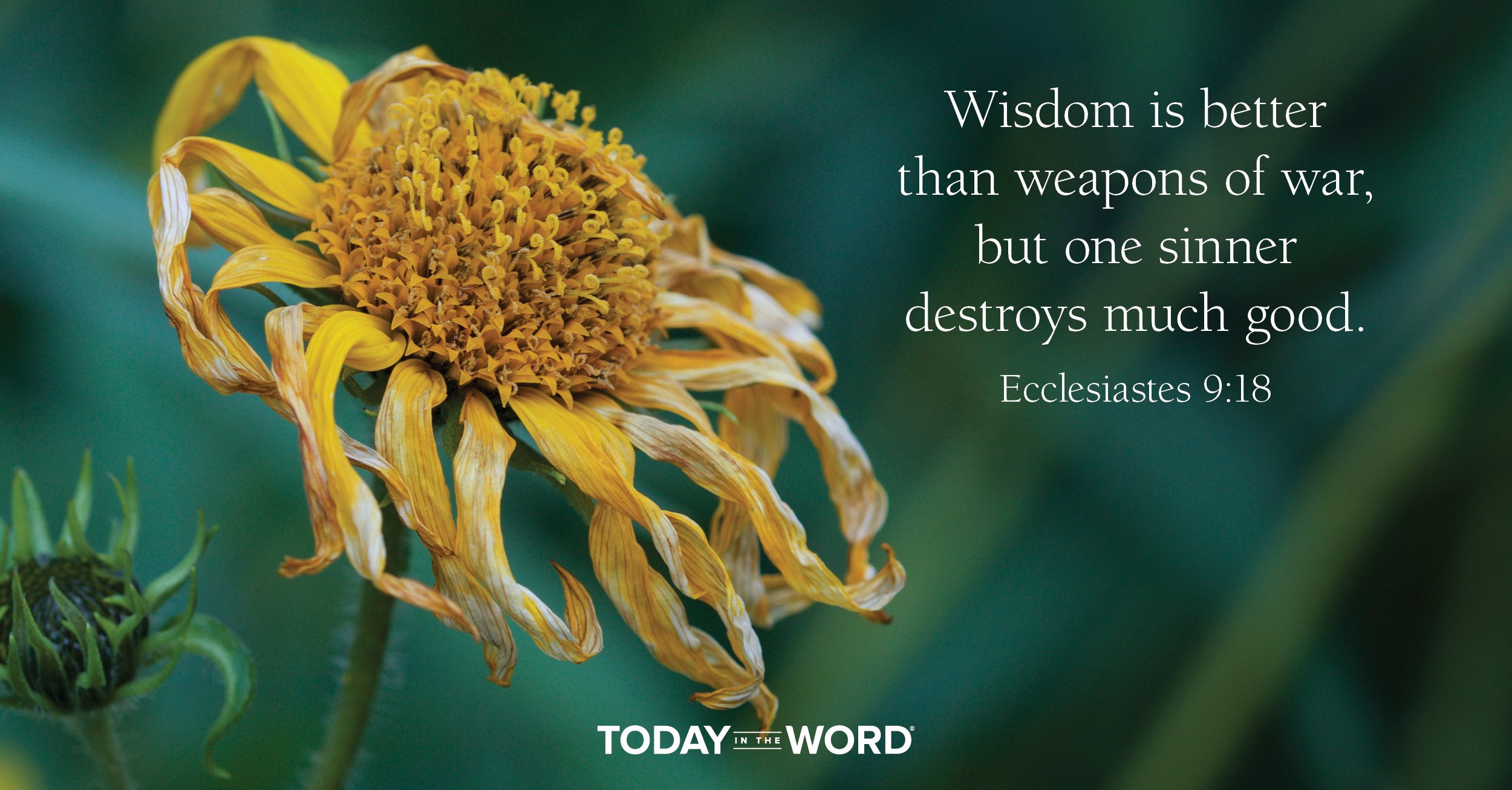 Daily Devotional Bible Verse | Ecclesiastes 9:18 Wisdom is better than weapons of war, but one sinner destroys much good.