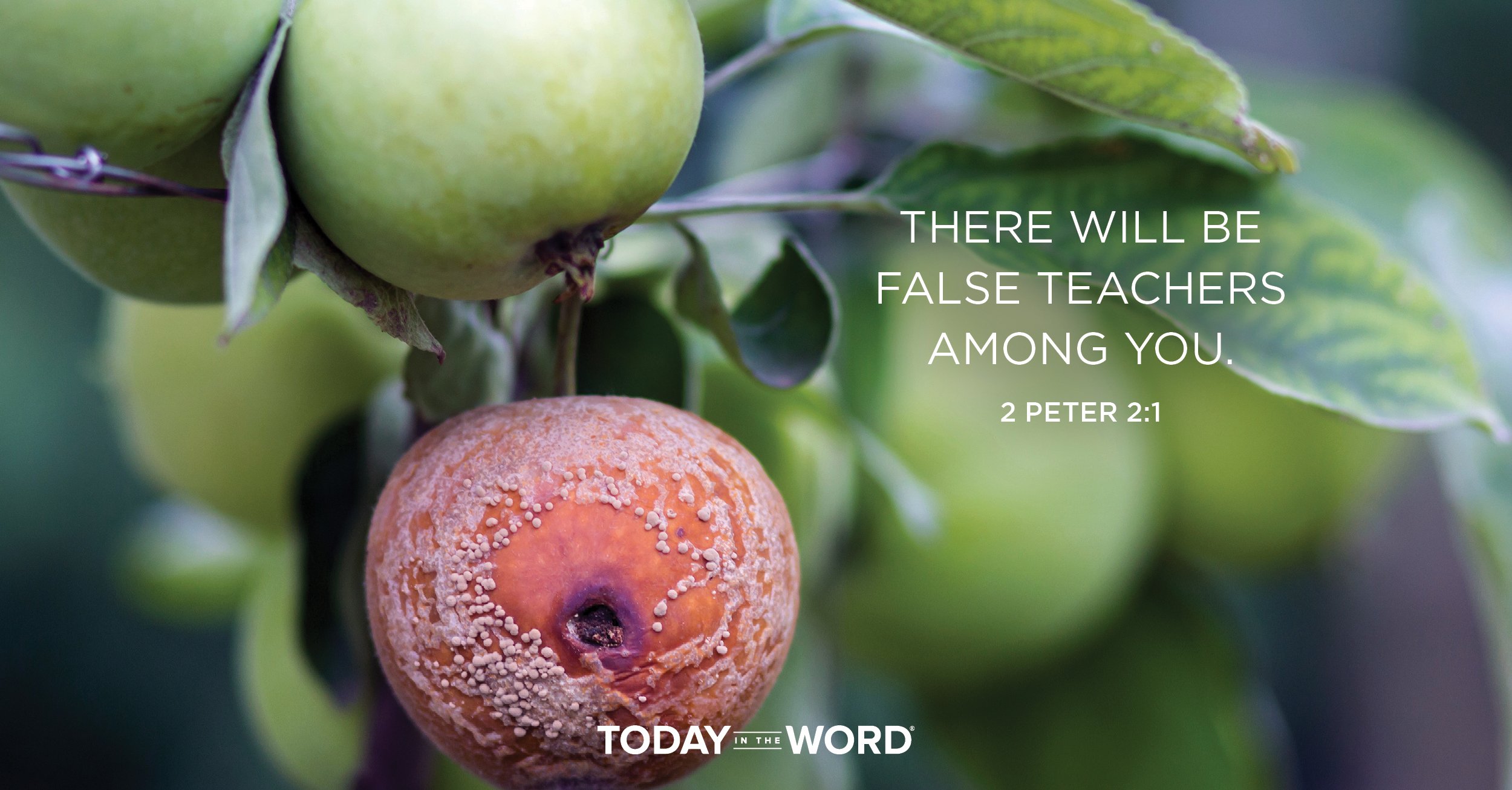 Daily Devotional Bible Verse | 2 Peter 2:1 There will be false teachers among you.