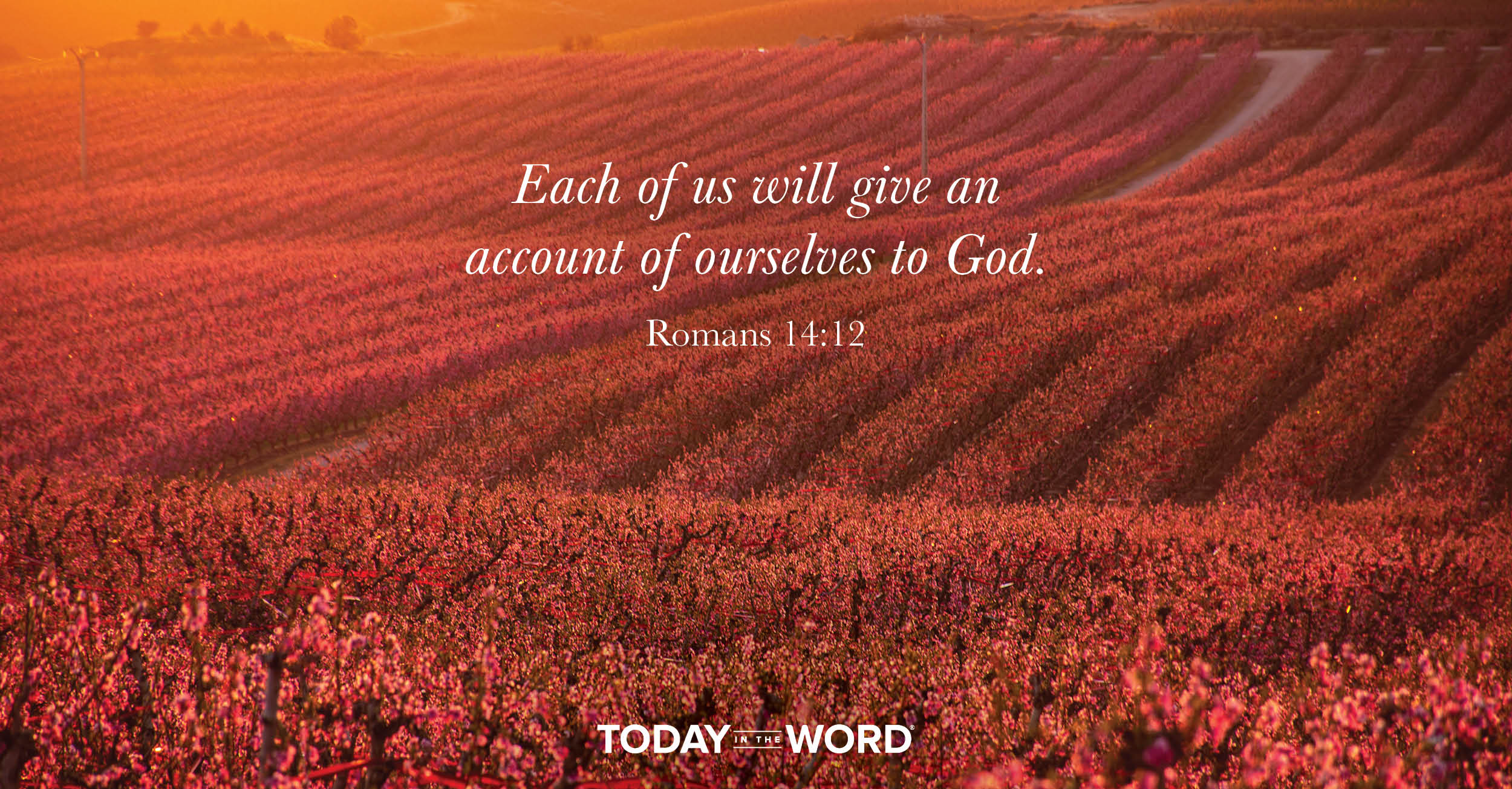 Daily Devotional Bible Verse | Romans 14:12 Each of us will give an account of ourselves to God.