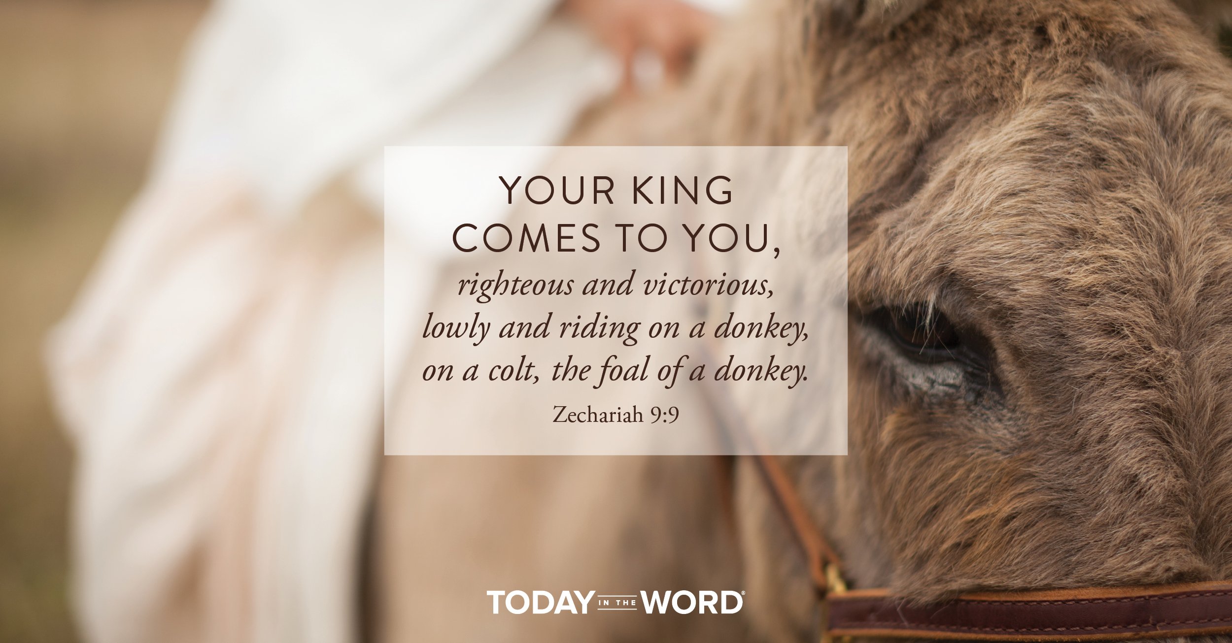 Daily Devotional Bible Verse | Zechariah 9:9 Your king comes to you, righteous and victorious, lowly and riding on a donkey, on a colt, the foal of a donkey.