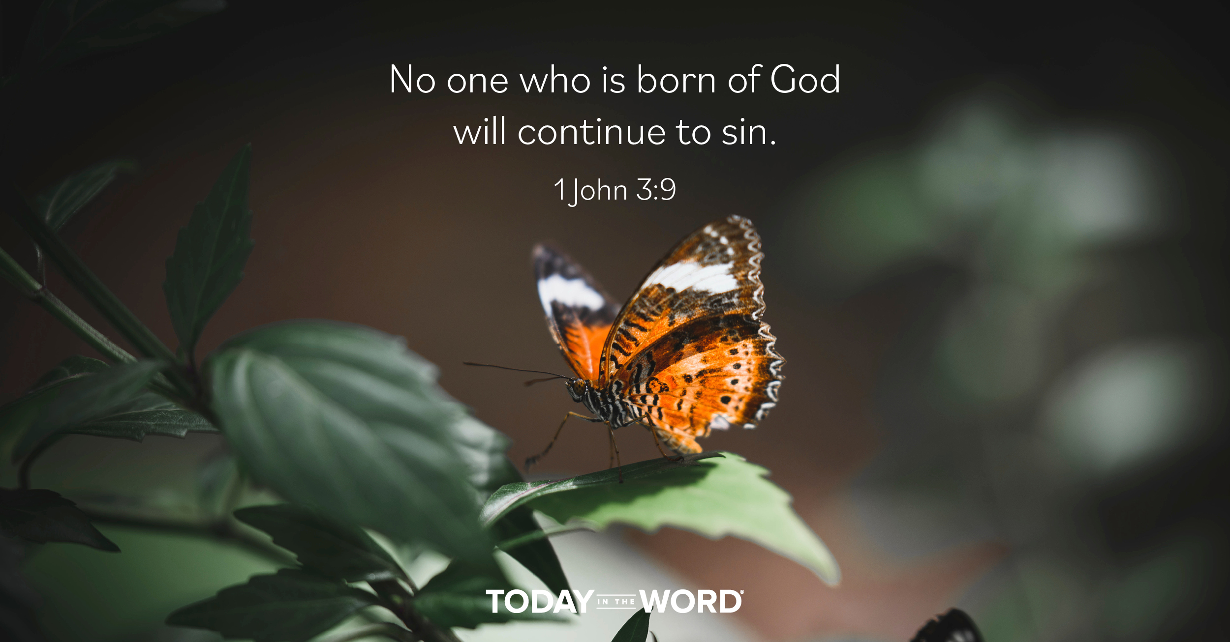 Daily Devotional Bible Verse | 1 John 3:9 No one who is born of God will continue to sin.