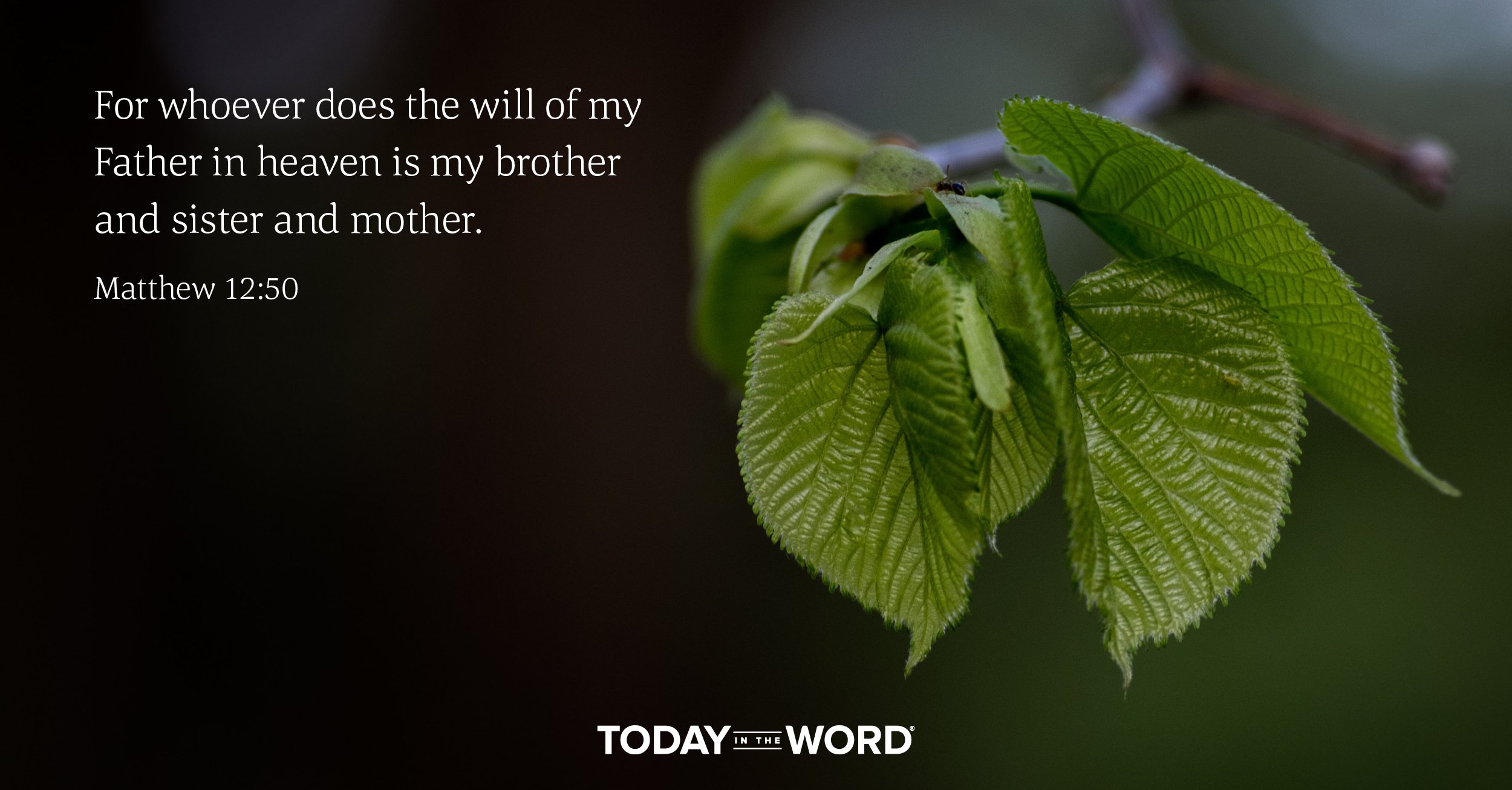 Daily Devotional Bible Verse | Matthew 12:50 For whoever does the will of my Father in heaven is my brother and sister and mother.