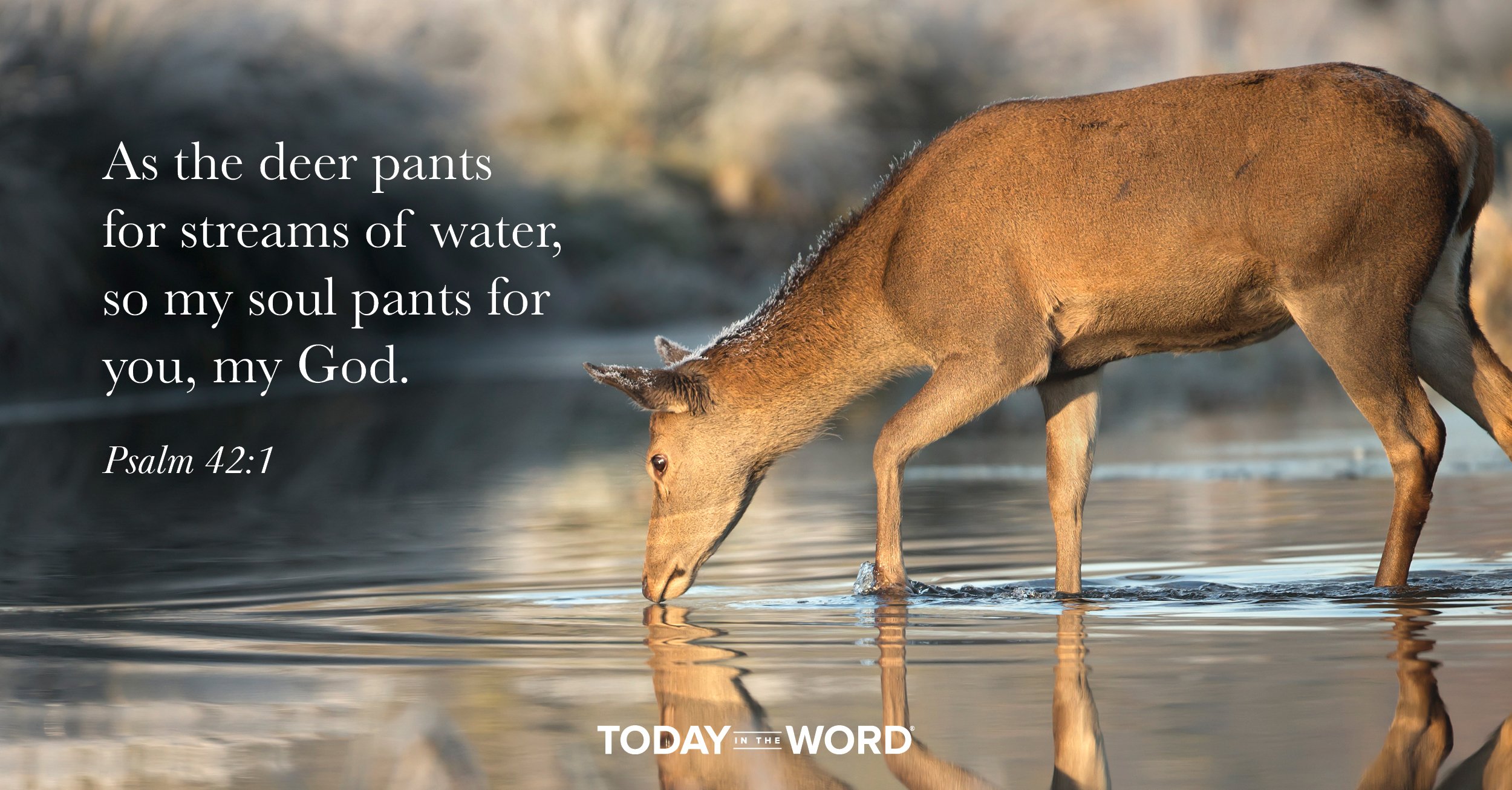 Daily Devotional Bible Verse | Psalm 42:1 As the deer pants for streams of water, so my soul pants for you, my God.