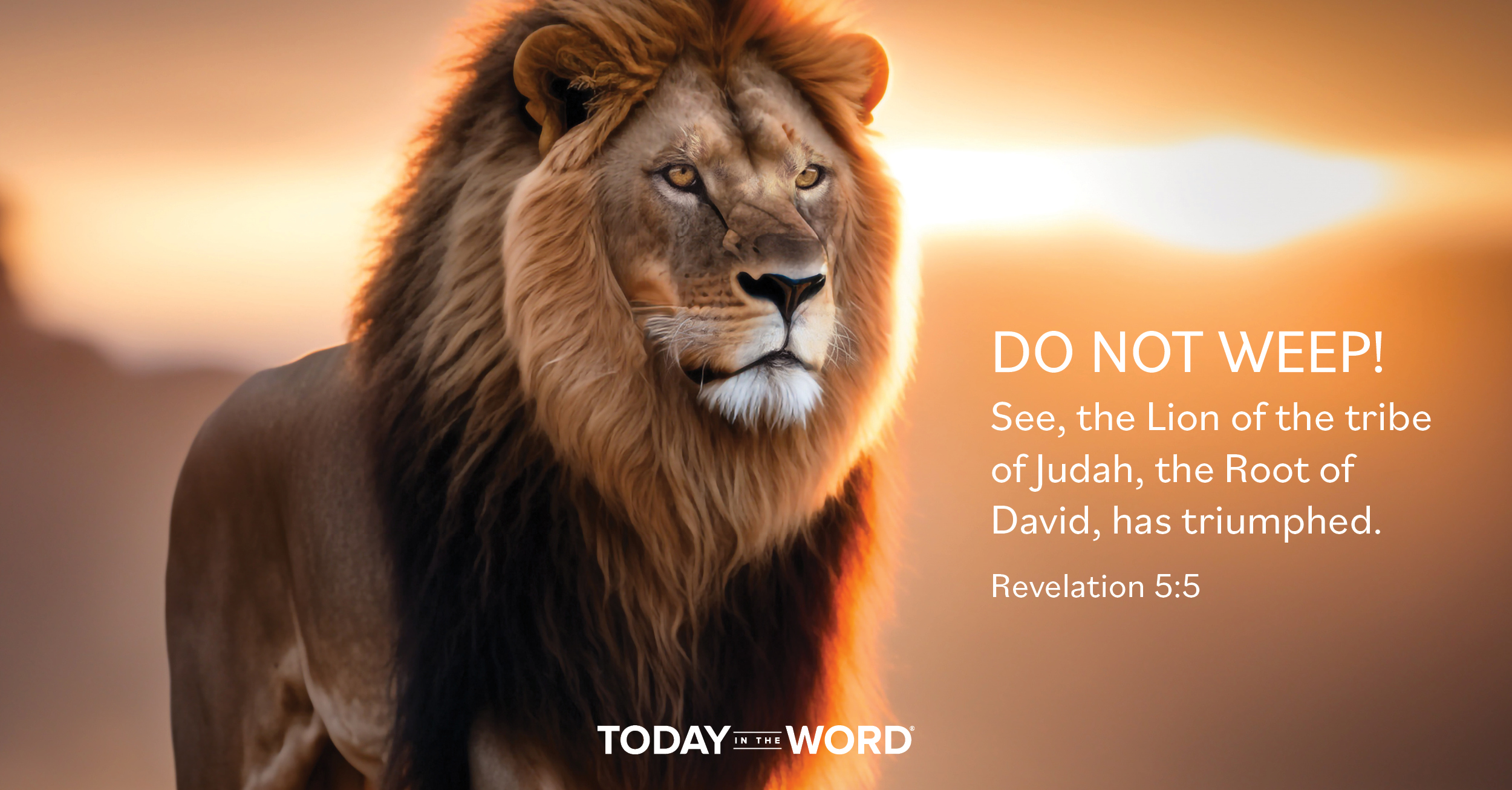 Daily Devotional Bible Verse | Revelation 5:5 Do not weep! See, the Lion of the tribe of Judah, the Root of David, has triumphed.