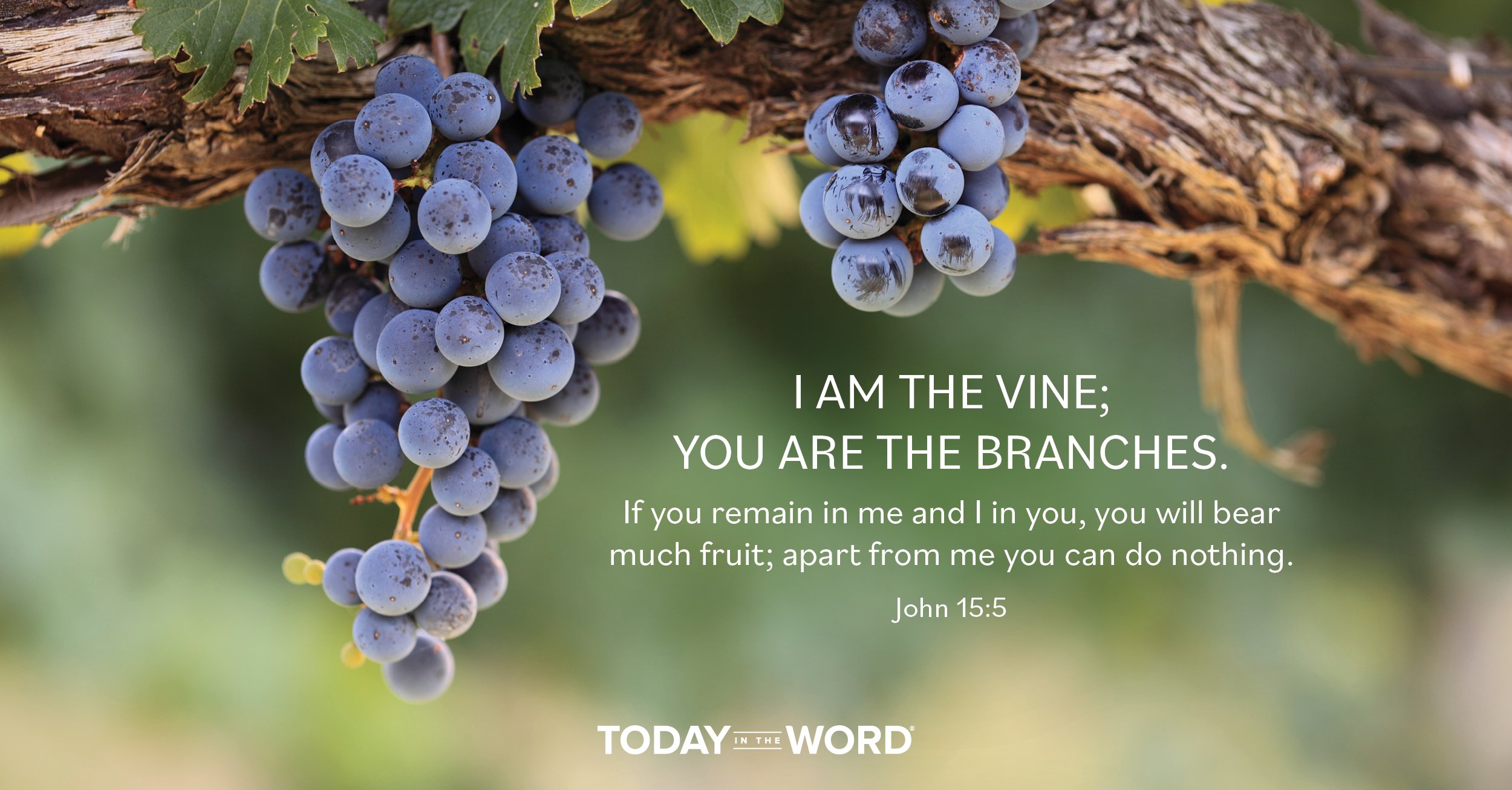 Daily Devotional Bible Verse | John 15:5 I am the vine, you are the branches. If you remain in me and I in you, you will bear much fruit; apart from me you can do nothing.