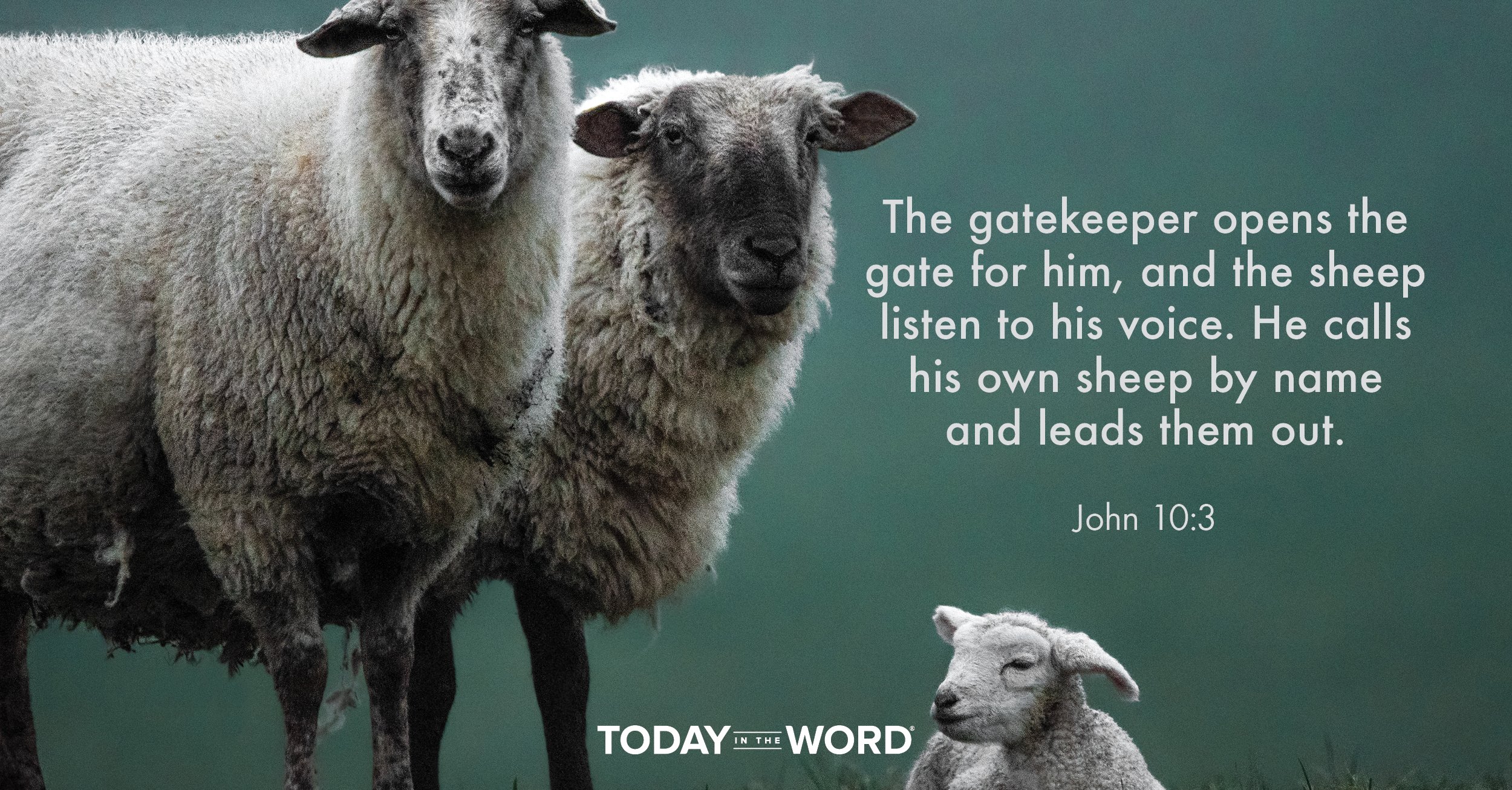 Daily Devotional Bible Verse | John 10:3 The gatekeeper opens the gate for him, and the sheep listen to his voice. He calls his own sheep by name and leads them out.