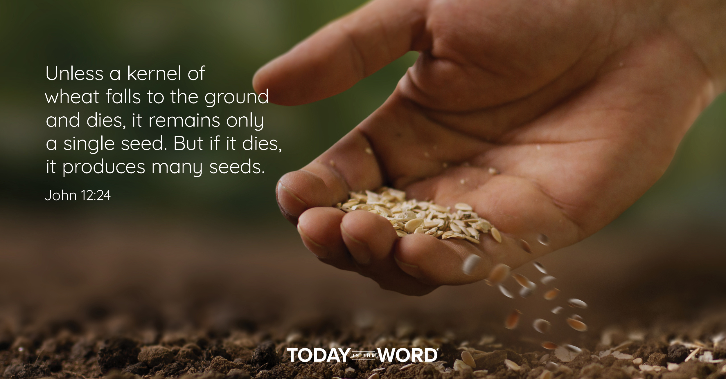 Daily Devotional Bible Verse | John 12:24 Unless a kernel of wheat falls to the ground and dies, it remains only a single seed. But if it dies, it produces many seeds.