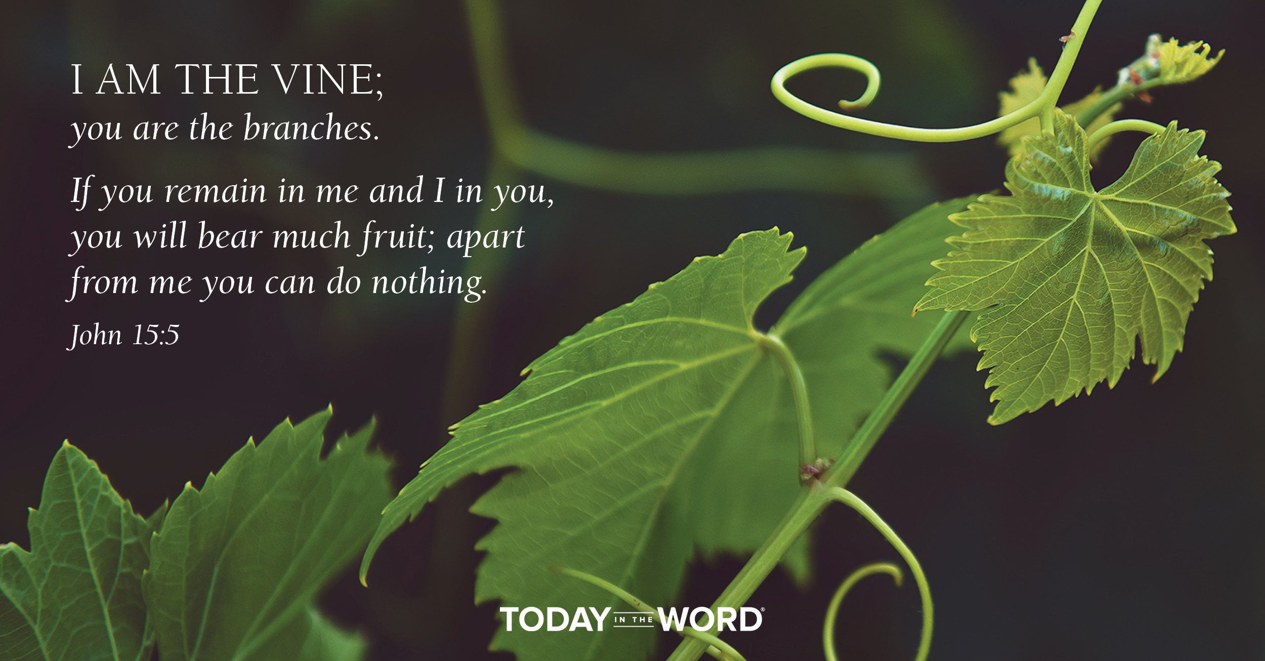 Daily Devotional Bible Verse | John 15:5 I am the vine; you are the branches. If you remain in me and I in you, you will bear much fruit; apart from me you can do nothing.