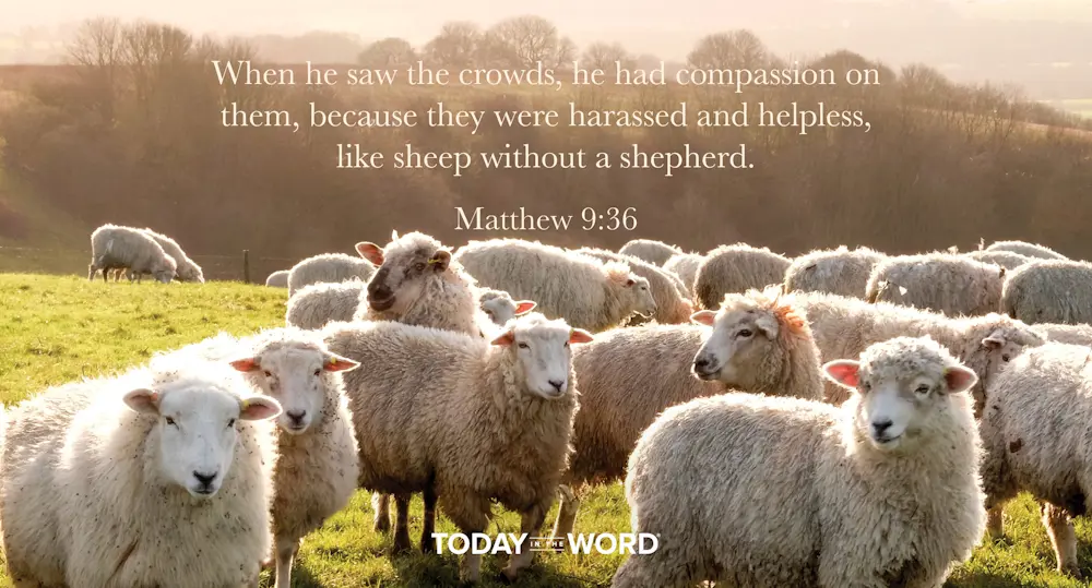 Daily Devotional Bible Verse | Matthew 9:36 When he saw the crowds, he had compassion on them, because they were harassed and helpless, like sheep without a shepherd.