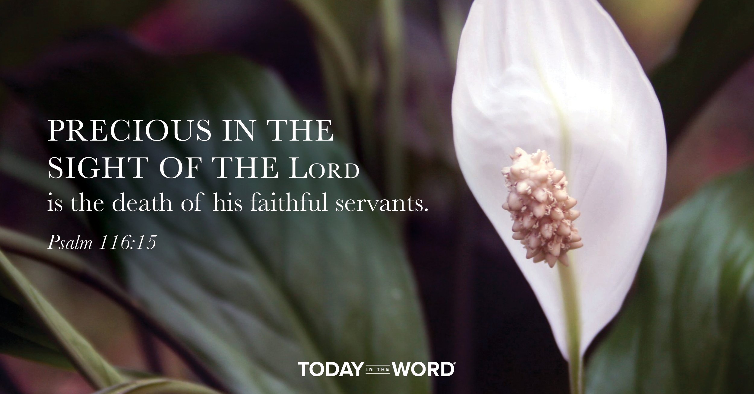 Daily Devotional Bible Verse | Psalm 116:15 Precious in the sight of the Lord is the death of his faithful servants.