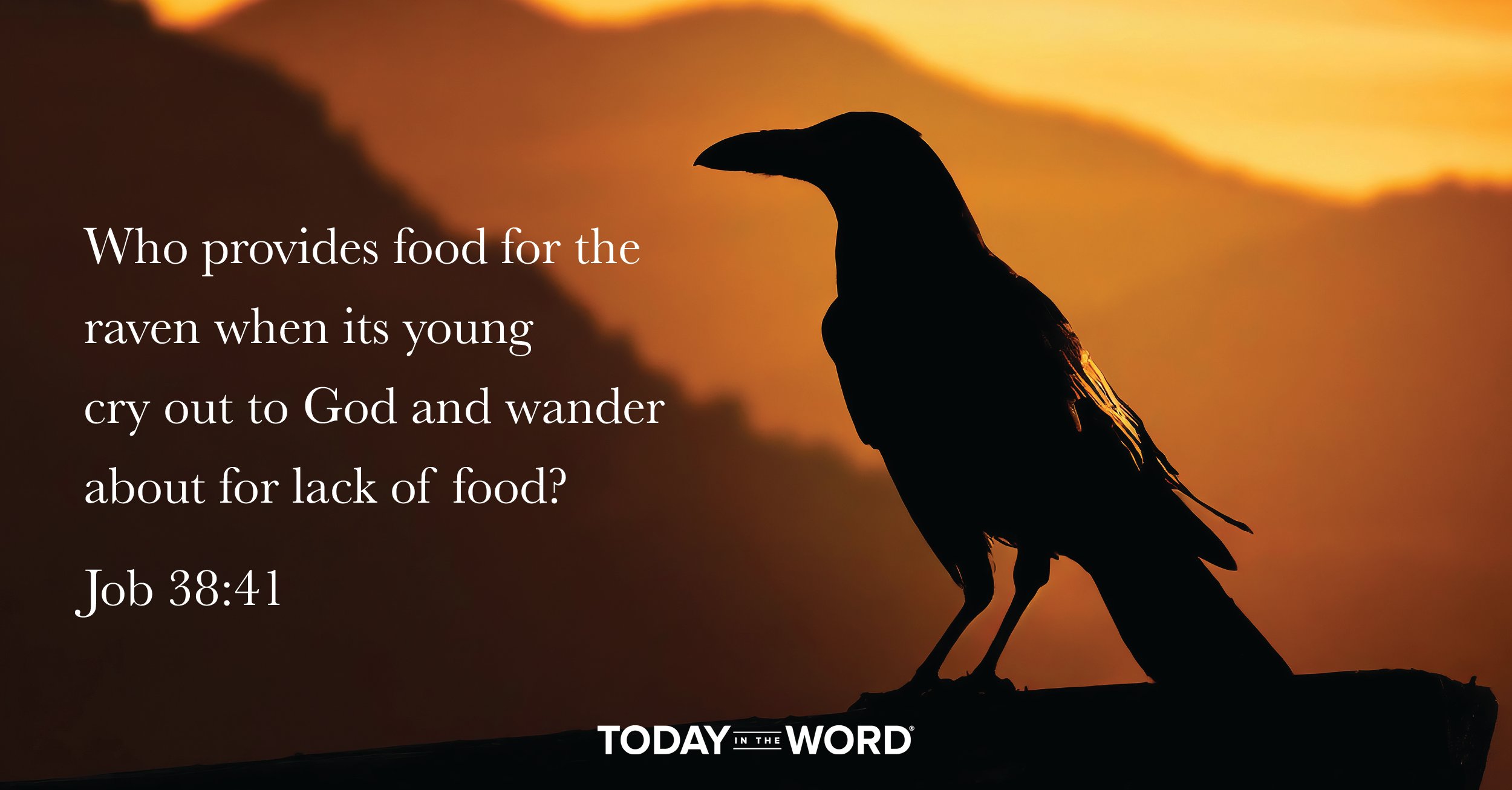 Daily Devotional | Job 38:41 Who provides food for the raven when its young cry out to God and wander about for lack of food?