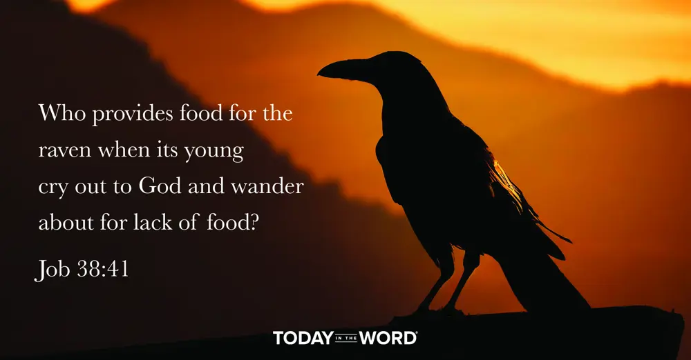 Daily Devotional | Job 38:41 Who provides food for the raven when its young cry out to God and wander about for lack of food?