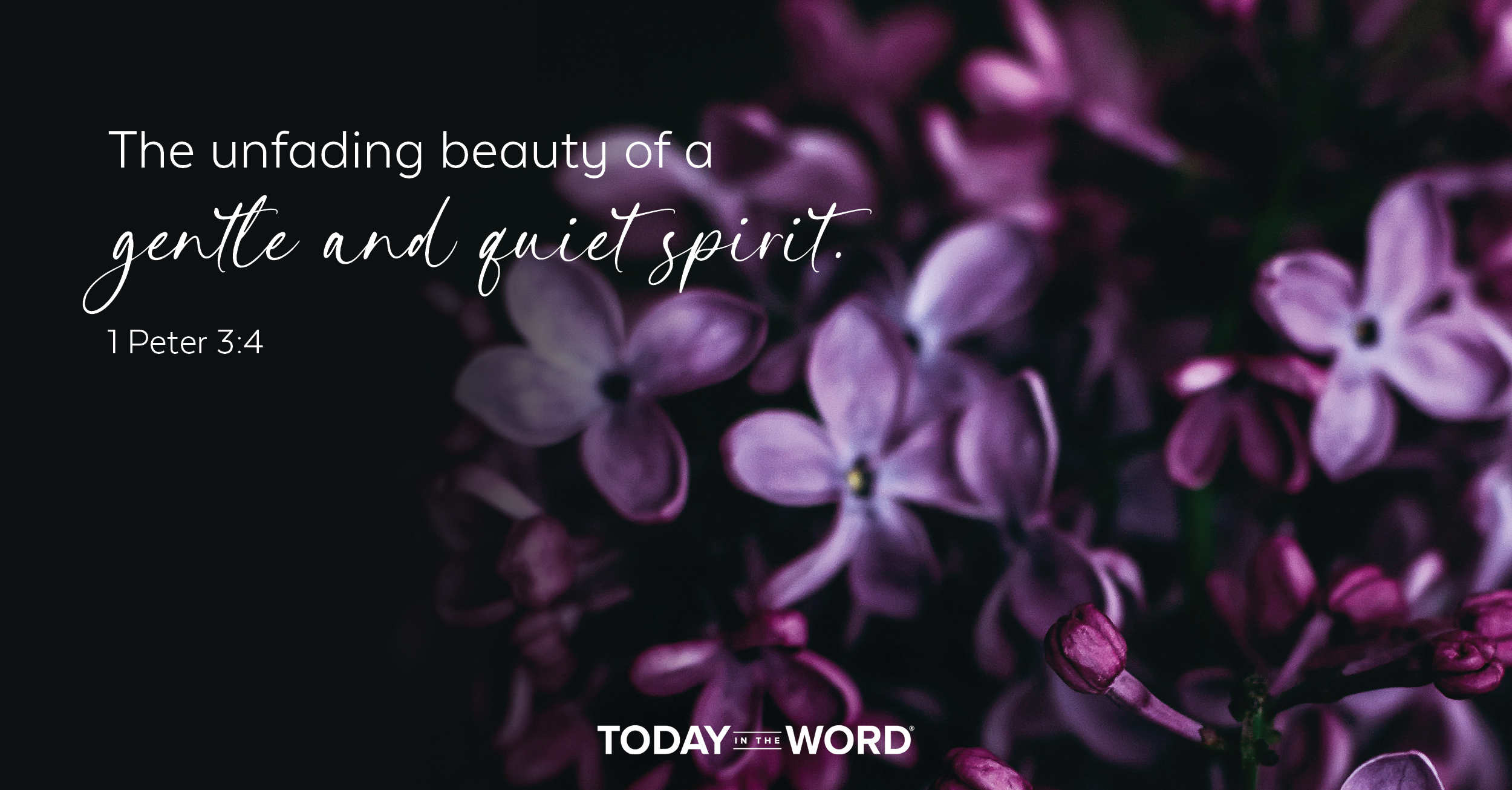 Today's daily devotional Bible verse: 1 Peter 3:4 The unfading beauty of a gentle and quiet spirit. | purple flowers on a black background.