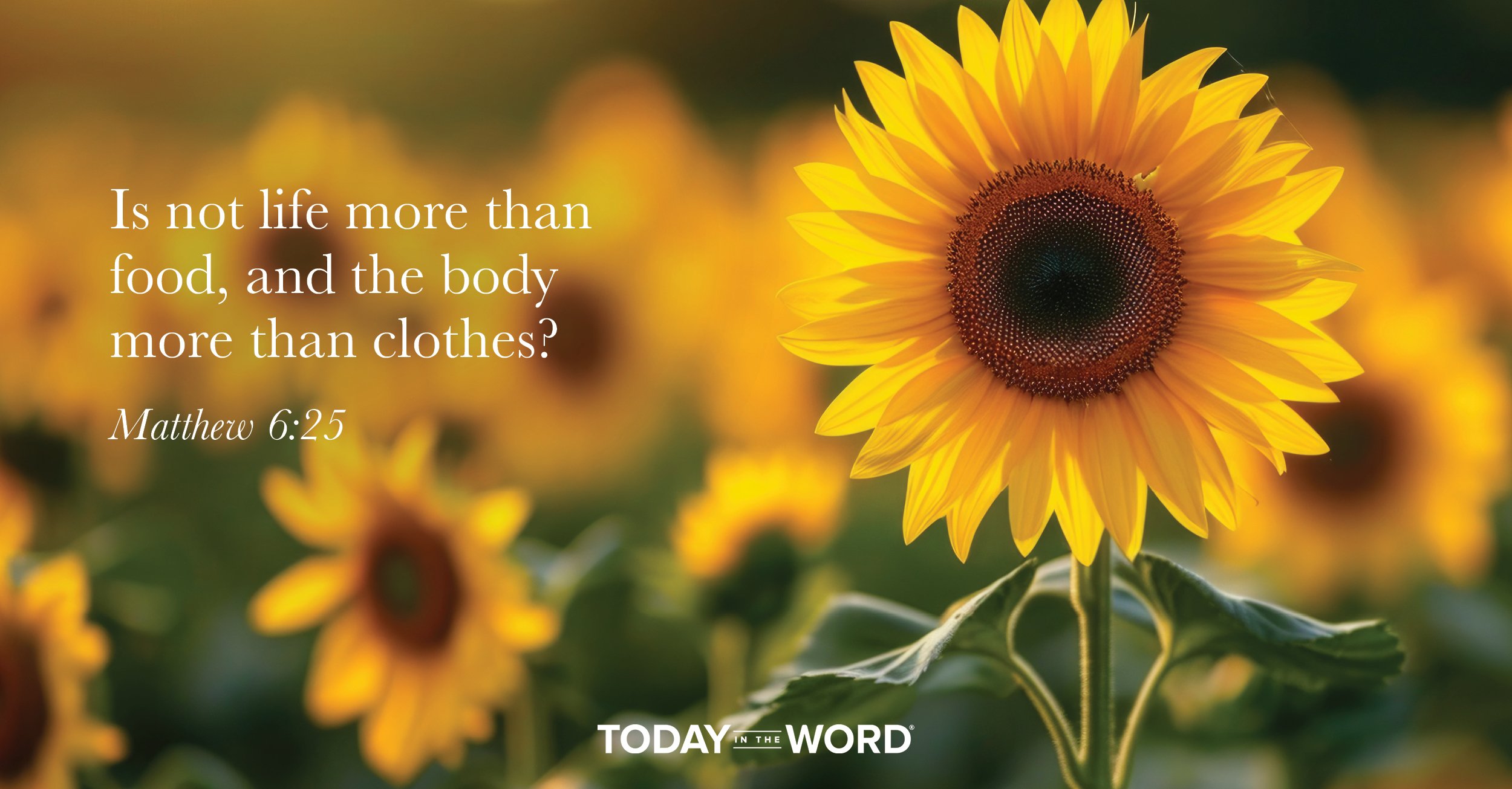 Today's daily devotional Bible verse: Matthew 6:25 Is not life more than food, and the body more than clothes? | A field of sunflowers