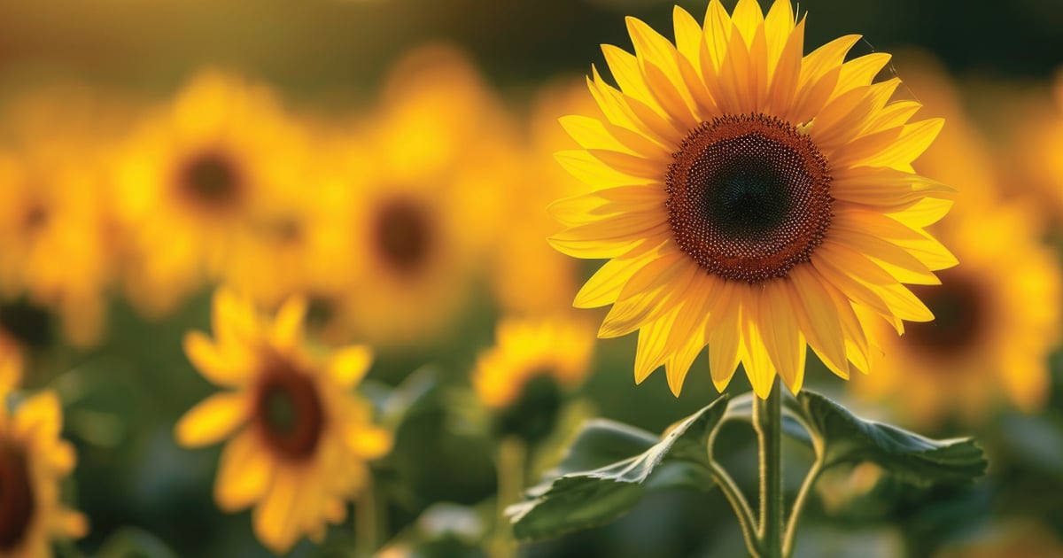 Today's daily devotional Bible verse: Matthew 6:25 Is not life more than food, and the body more than clothes? | A field of sunflowers